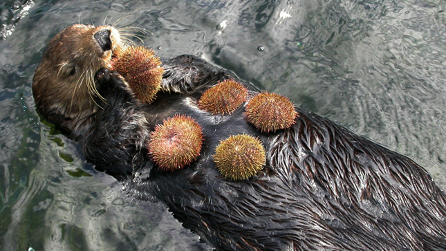 Otter eating 5 urchins at once