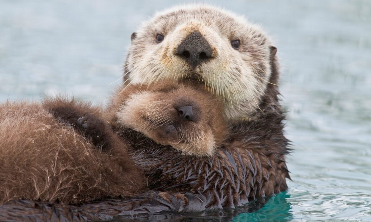 Very furry (and adorable) otters