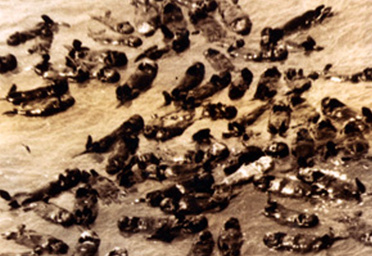 Raft of otters discovered near Bixby Creek, 1938