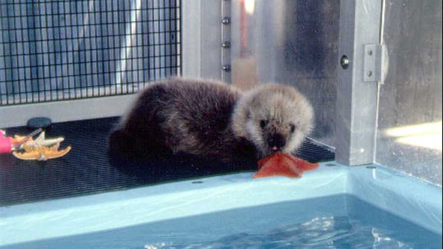 Rosa as an orphaned otter pup