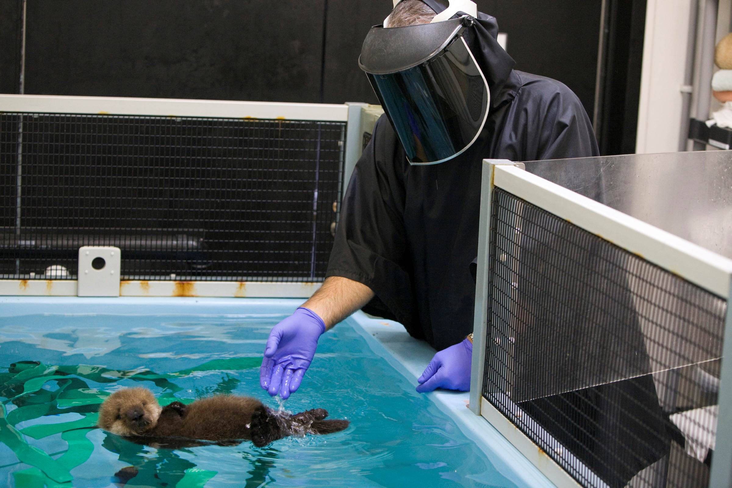 Staff member cares for otter pup